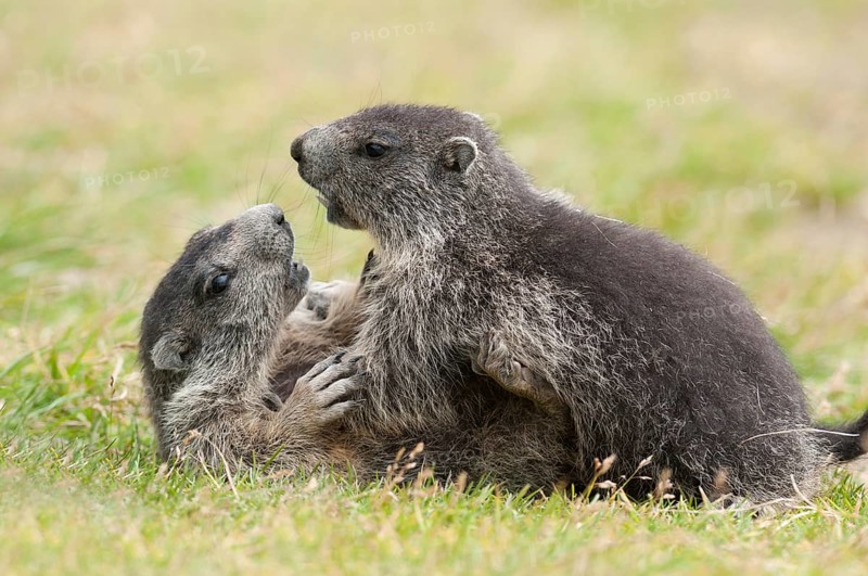 Alpine Marmots (Marmota marmota)