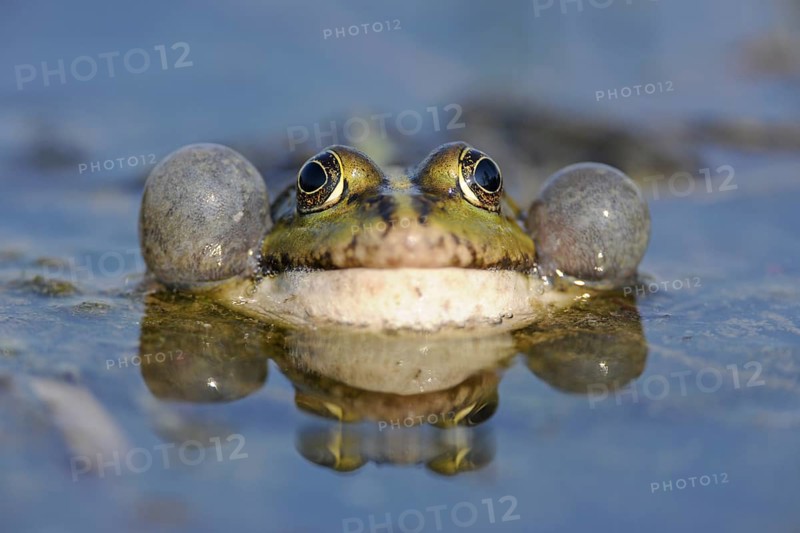 Pond Frog or Edible Frog (Rana esculenta)