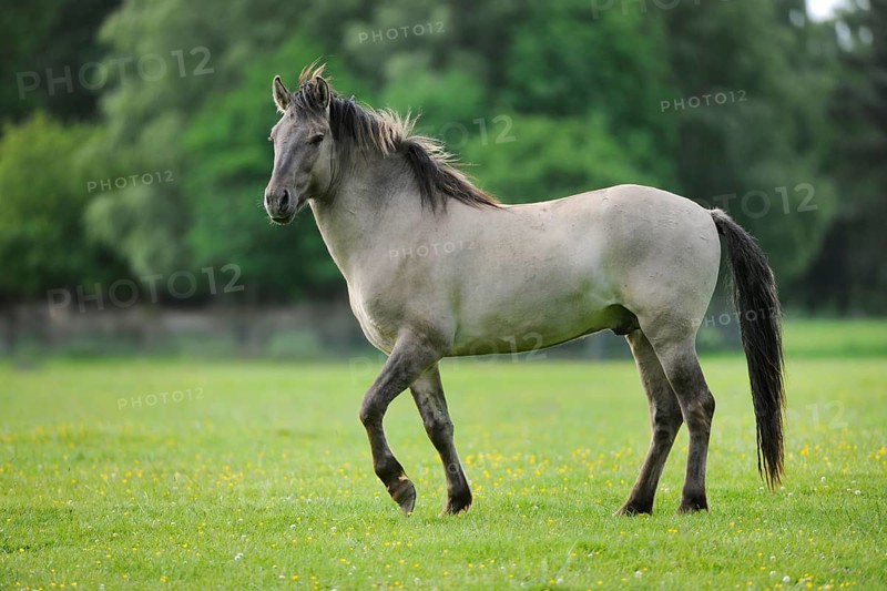 Tarpan (Equus ferus gmelini