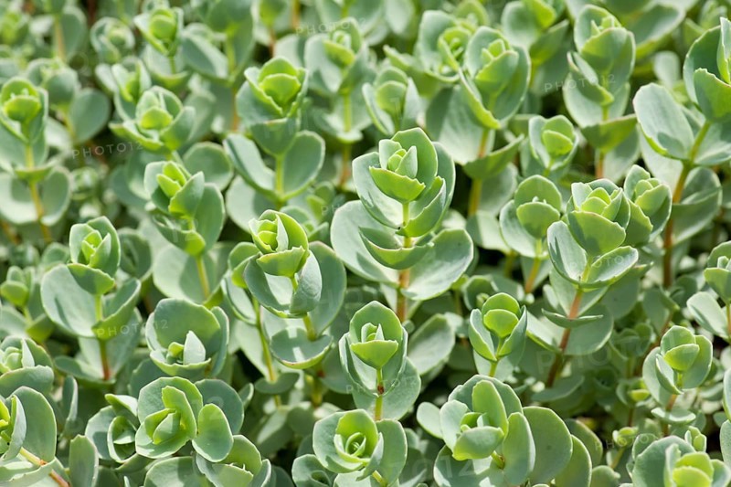 Pink Mongolian Stonecrop (Sedum ewersii)