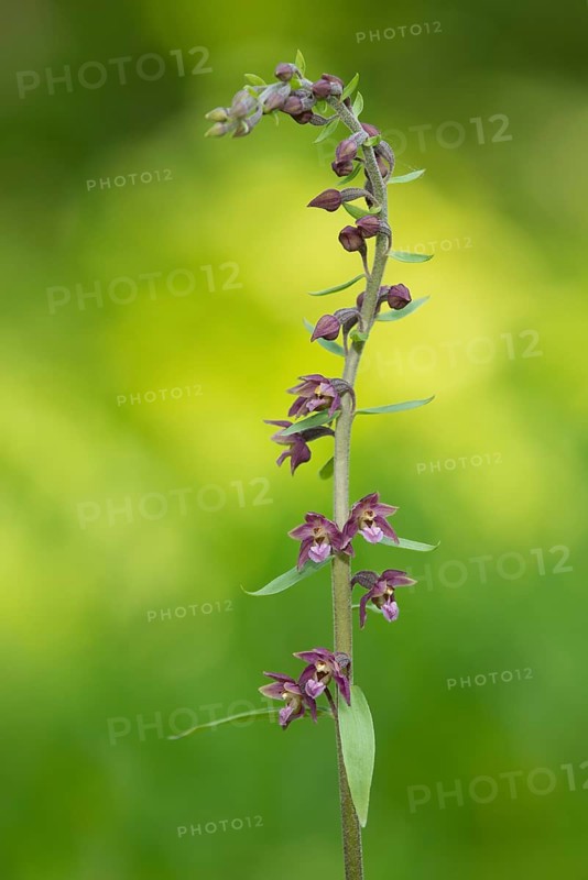 Dark Red Helleborine or Royal Helleborine (Epipactis atrorubens)