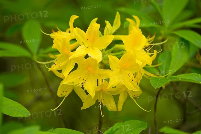 Yellow Azalea or Honeysuckle Azalea (Rhododendron luteum