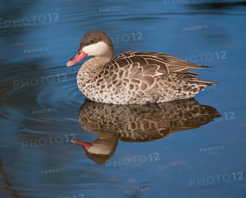Red-billed Teal (Anas erythrorhyncha)