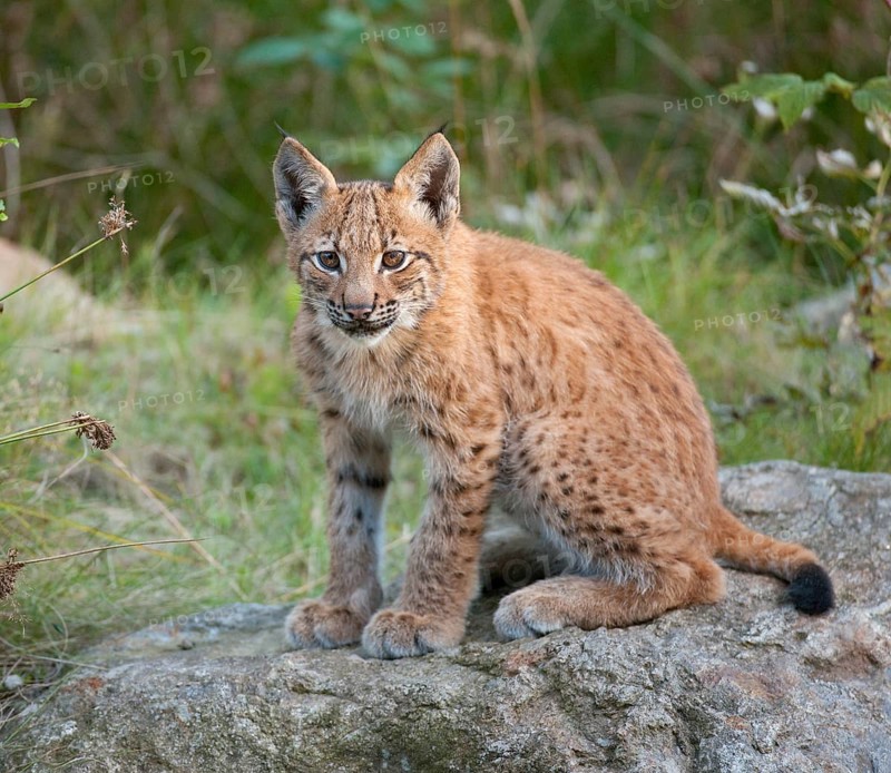Eurasian Lynx (Lynx lynx)