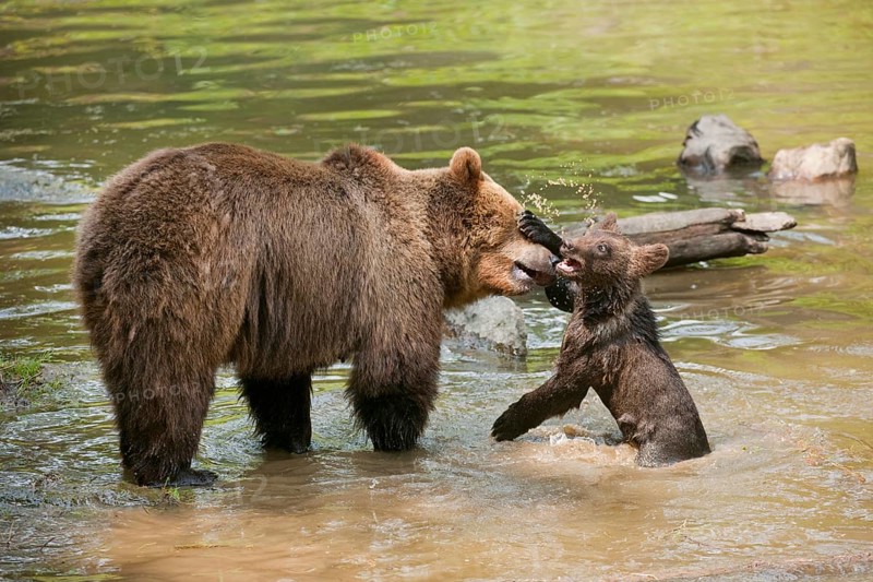 European Brown Bears (Ursus arctos)
