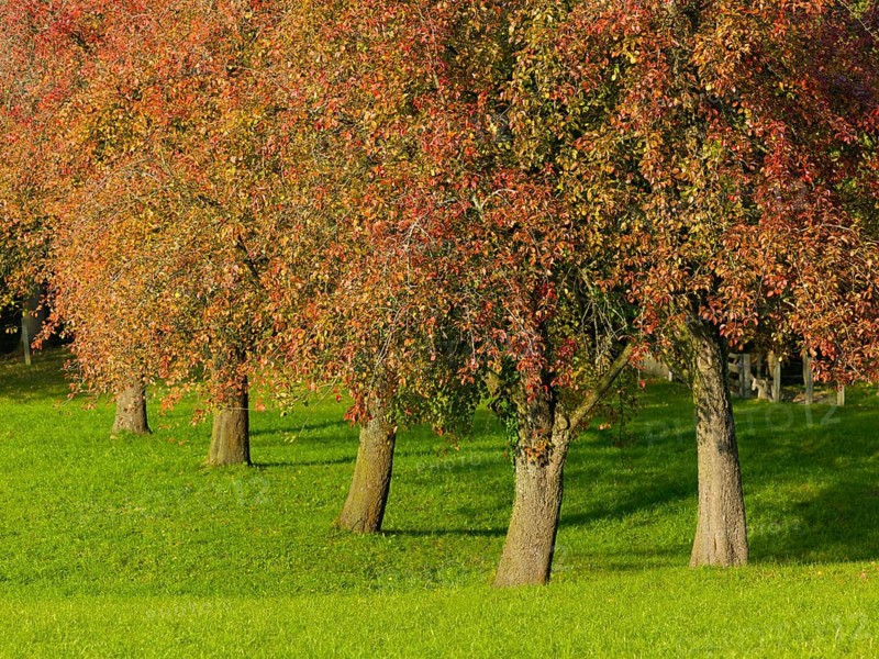 Orchard in autumn