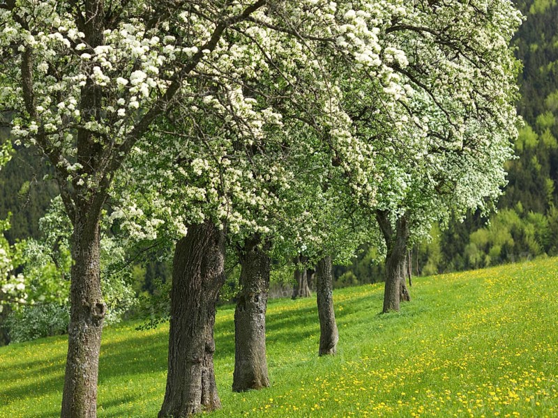 Flowering fruit trees