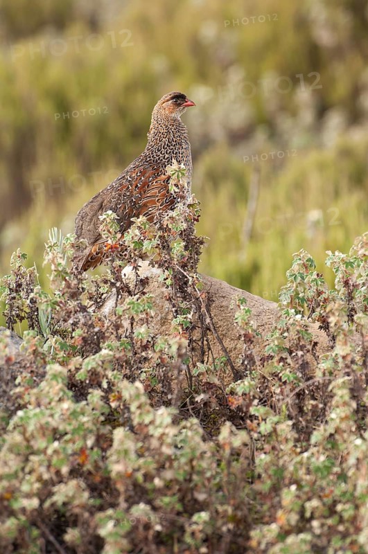 Erckels Francolin (Francolinus erckelii)