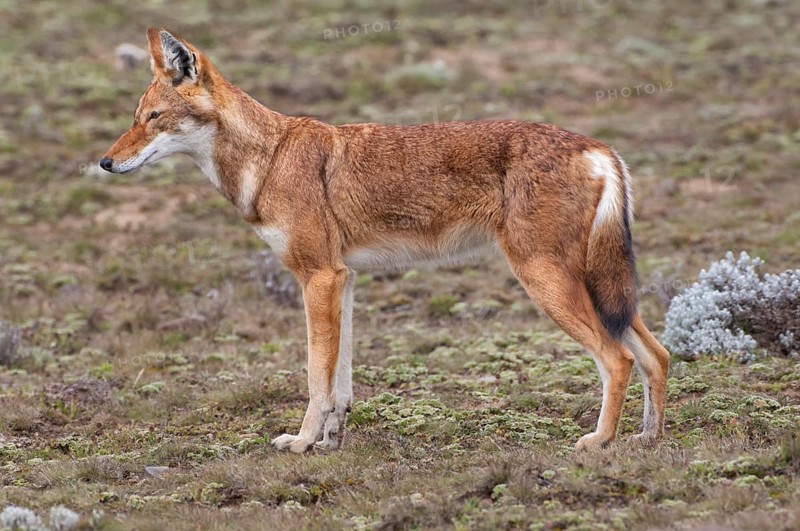 Ethiopian Wolf (Canis simensis)