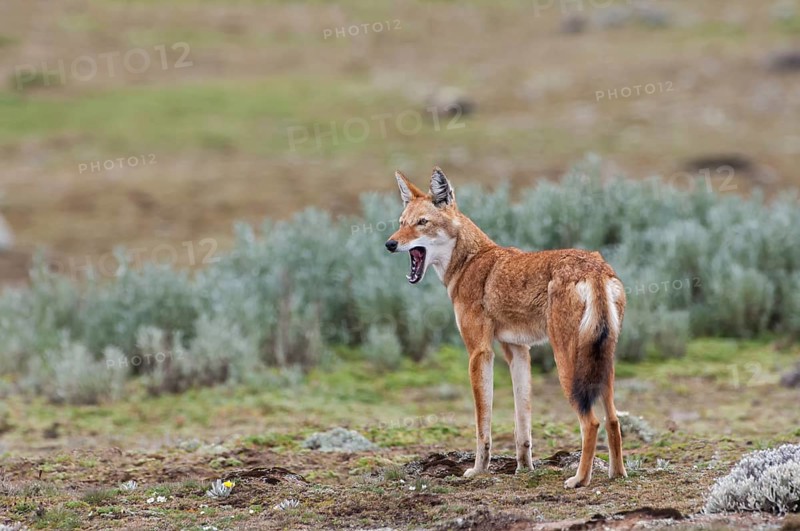 Ethiopian Wolf (Canis simensis)