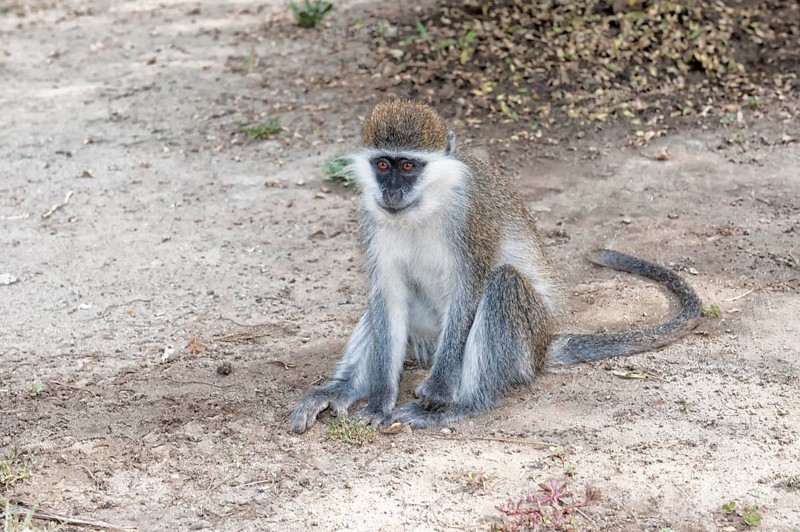 Vervet Monkey (Cercopithecus aethiops)