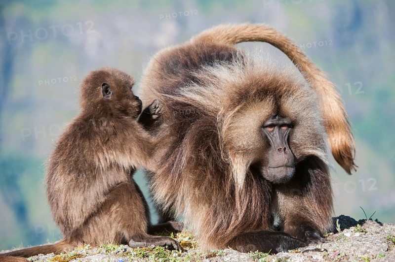 Gelada baboons (Theropithecus gelada) grooming each other