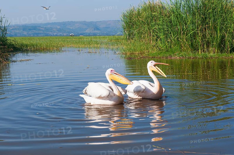 White pelicans (Pelecanus onocrotalus)