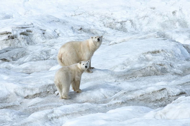 Polar Bears (Ursus maritimus)