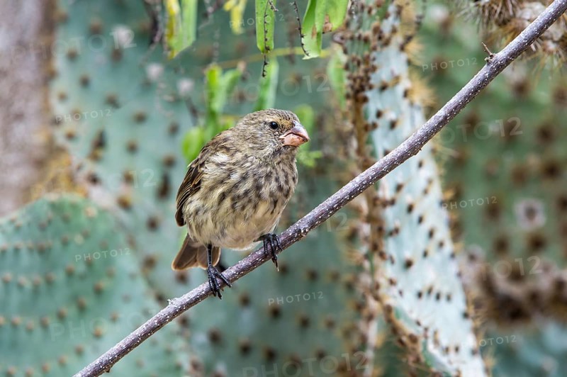 Medium Tree Finch (Camarhynchus pauper)