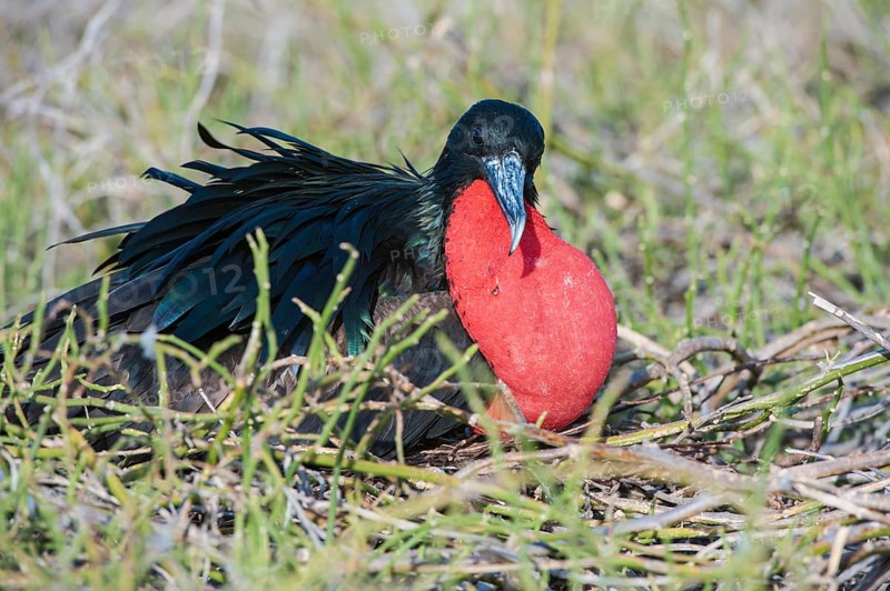 Magnificent Frigate Bird (Fregata magnificens)