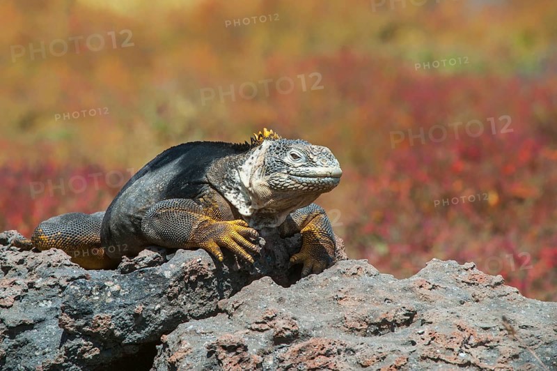 Galapagos Land Iguana (Conolophus subcristatus)