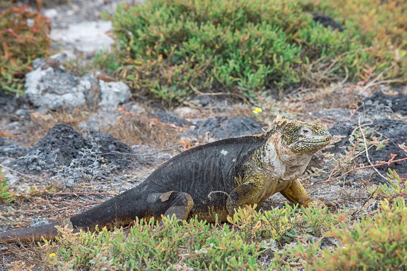 Galapagos Land Iguana (Conolophus subcristatus)
