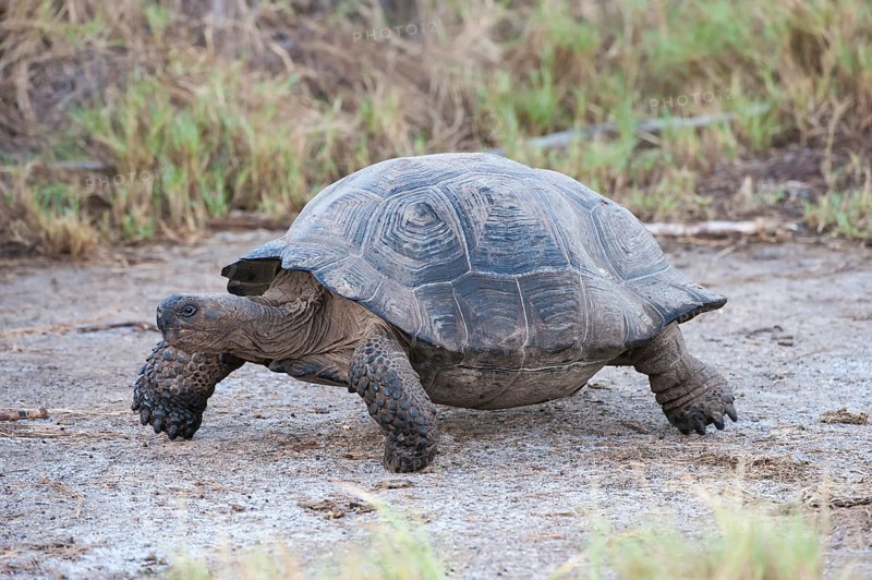 Galapagos Giant Tortoise (Geochelone elephantophus vandenburgi)