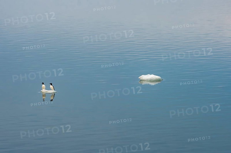 Thick-billed Murres or Bruennich's Guillemots (Uria lomvia) perched on an ice floe
