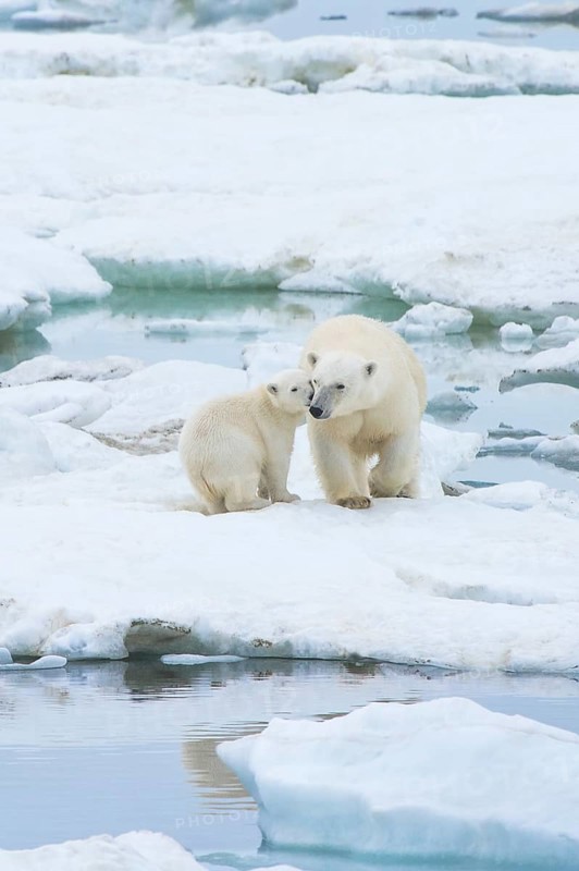 Polar Bears (Ursus maritimus) walking on an ice floe near Wrangel Island