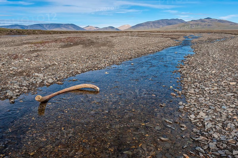 Mammoth tusk in a riverbed