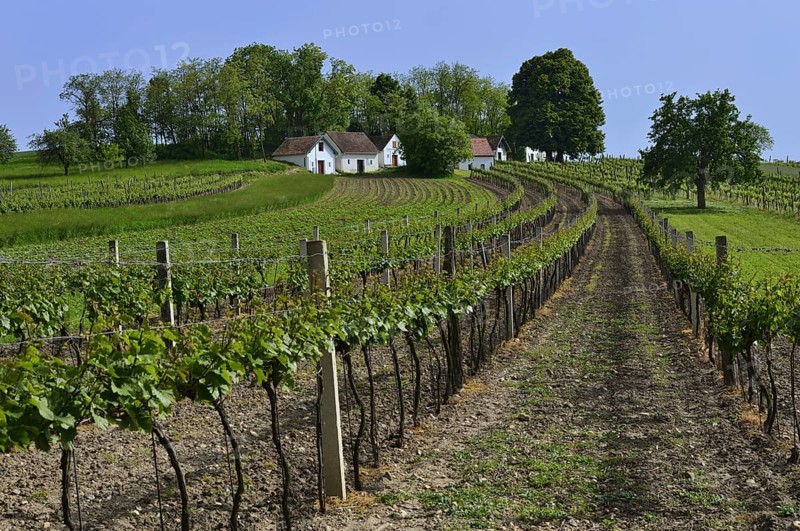 Vineyards and wine cellars