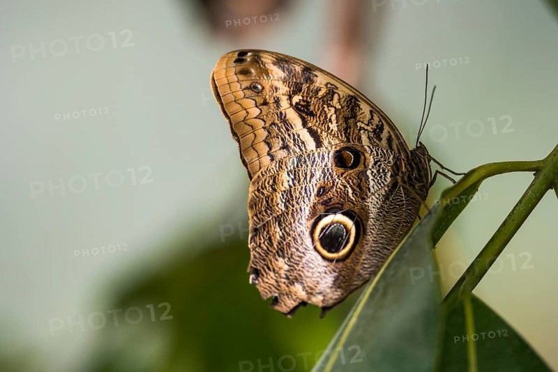 Forest Giant Owl Butterfly (Caligo eurilochus)