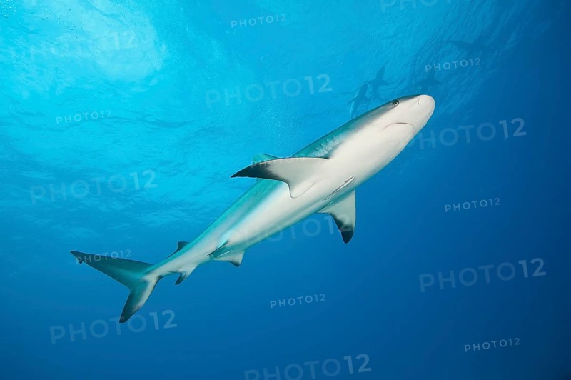 Caribbean Reef Shark (Carcharhinus perezi)