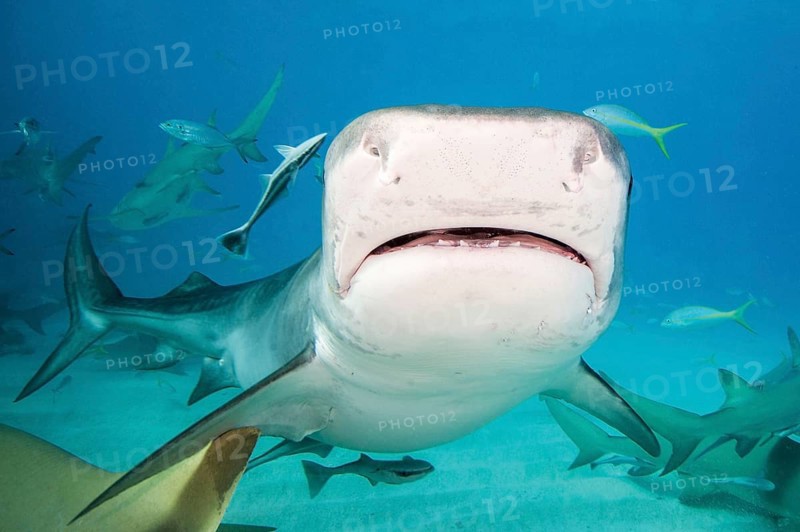 Tiger Shark (Galeocerdo cuvier)