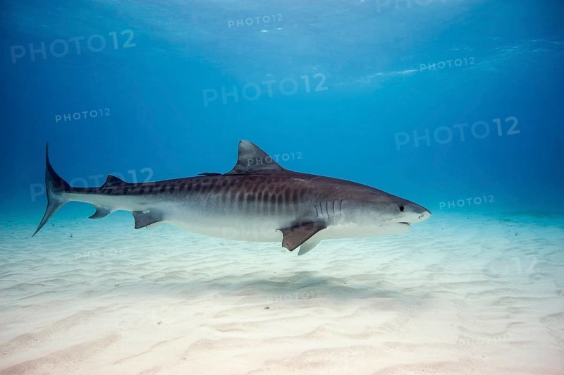 Tiger Shark (Galeocerdo cuvier)