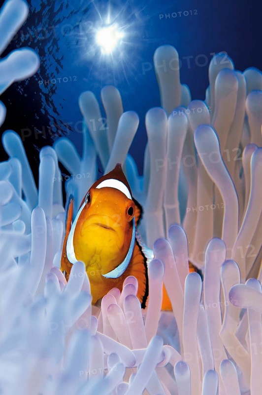 Ocellaris Clownfish or False Percula