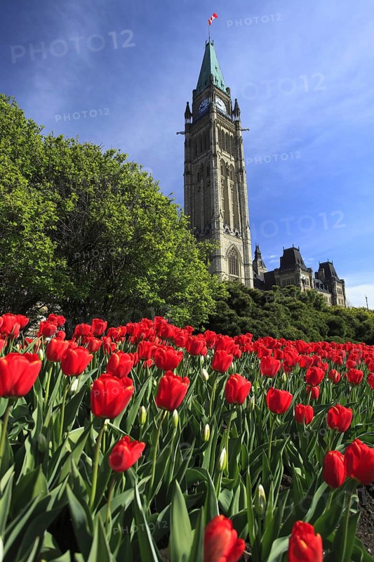 Tulips ín front of Peace Tower and Parliament buildings