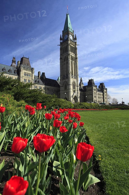 Tulips ín front of Peace Tower and Parliament buildings