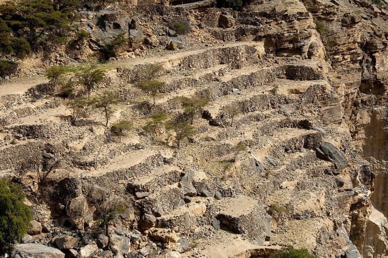 Terraced fields of the abandoned settlement Sap Bani Khamis in the Grand Canyon of Oman in the Wadi Nakhur