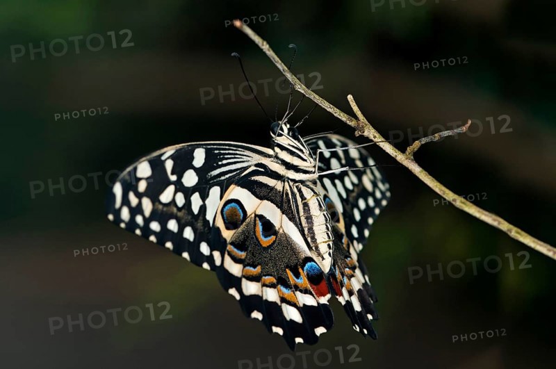 Citrus Swallowtail (Papilio demodocus)