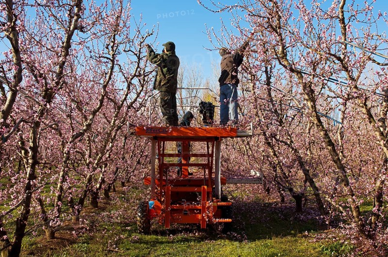 Gardeners cutting Peach trees (Prunus persica) at an orchard while they are blossoming