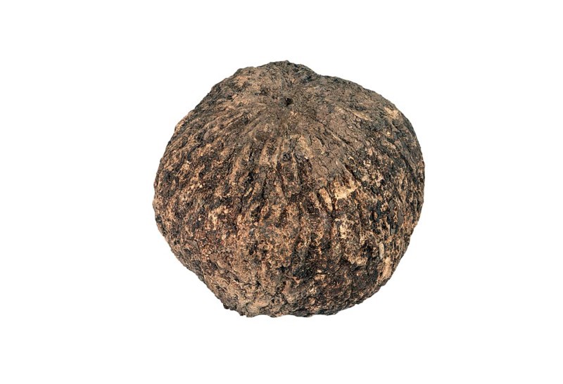 Ripe fruit capsule with Brazil nuts