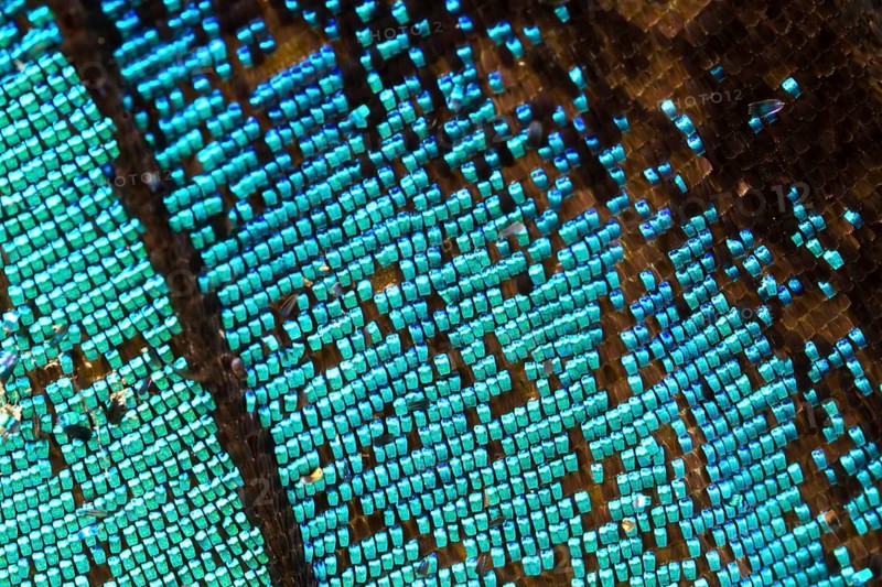 Scales of a butterfly wing from a Meander Prepona (Archaeoprepona meander)