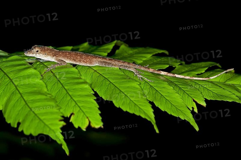 Common Forest Anole (Anolis Trachyderma) in its natural habitat