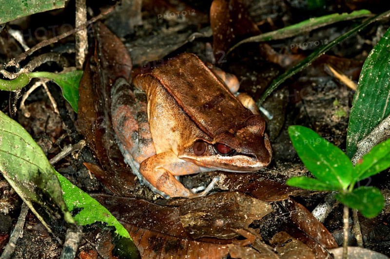Boulenger's Rough Toad-frog (Leptodactylus rhodomystax) in its natural habitat