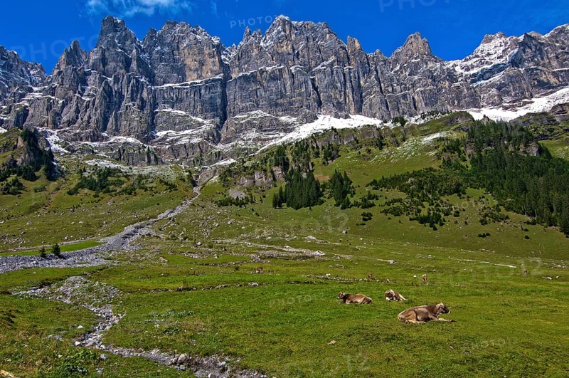 Cattle grazing on the summer pasture in the mountains
