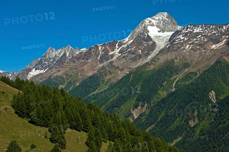 Mt Bietschhorn rising above the forest line