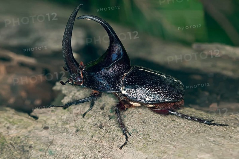 Rhinoceros Beetle from the subfamily of giant beetles (Dynastinae)
