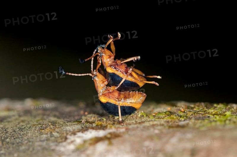 Leaf Beetles (Chrysomelidae)