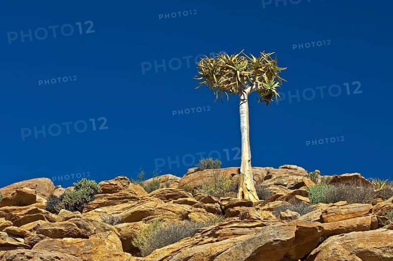 Quiver Tree or Kokerboom (Aloe dichotoma)