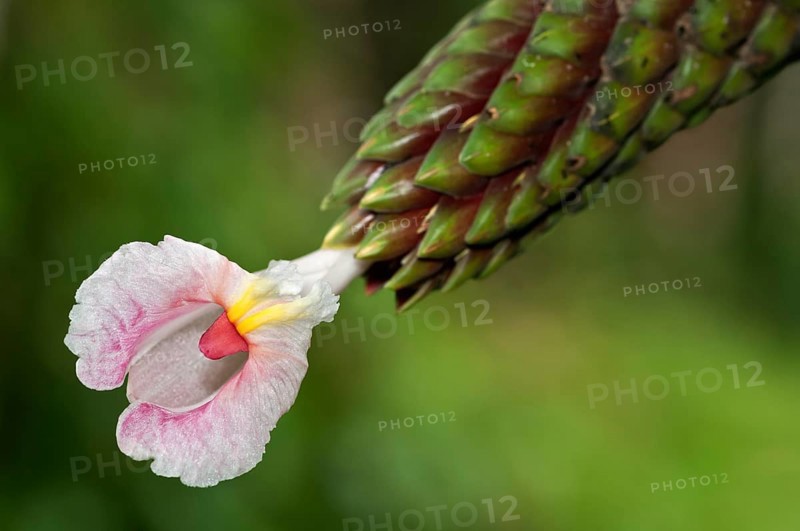 Flowering Costus (Costus sp.)