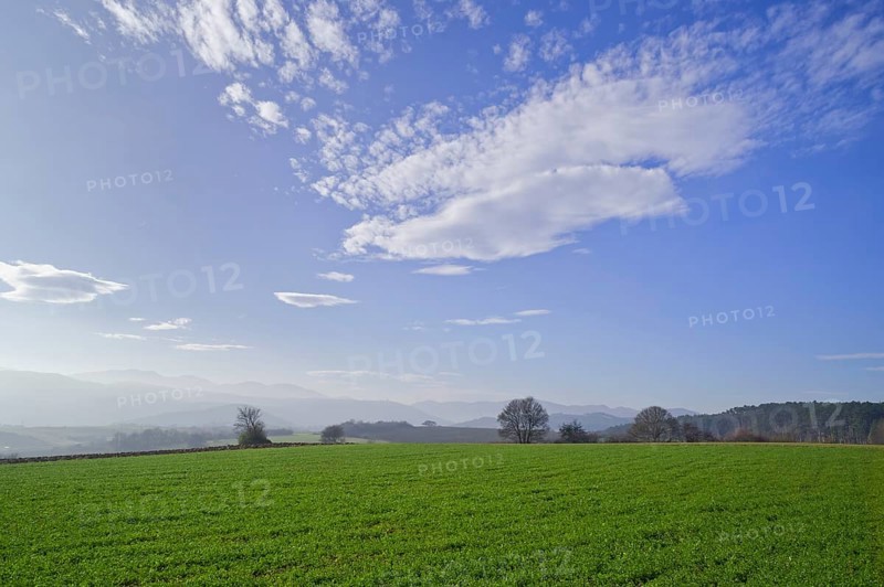 Green fields