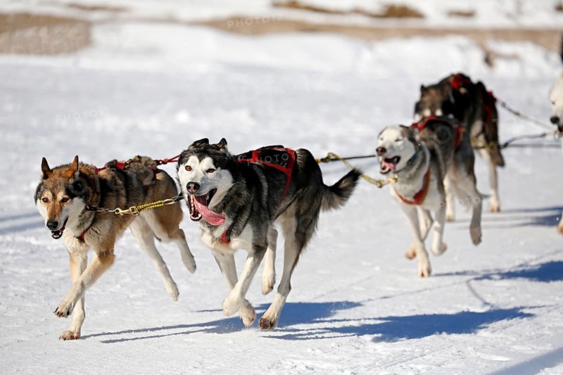 Sled dogs