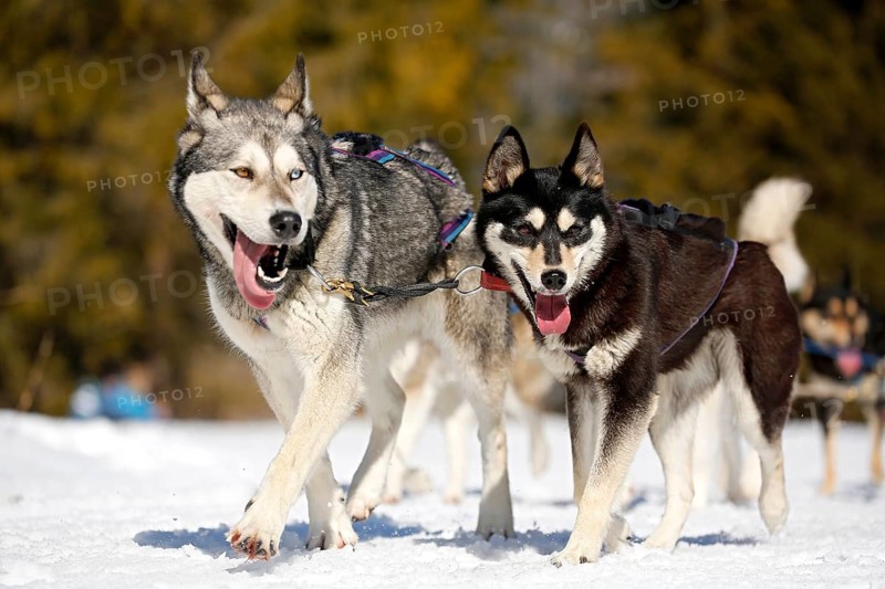 Sled dogs
